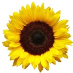 Sunflower-150x150 Boston
